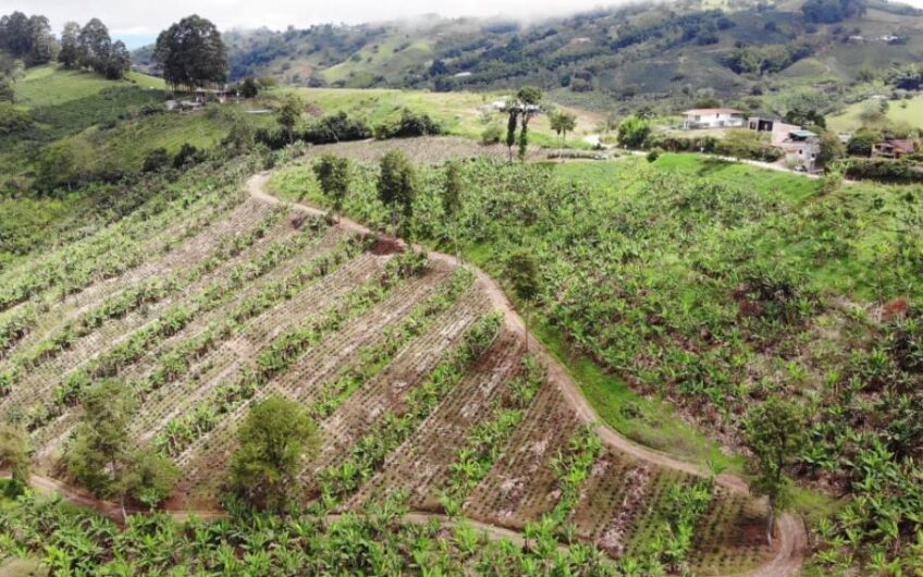 Finca Productiva para la Venta en Sevilla Valle