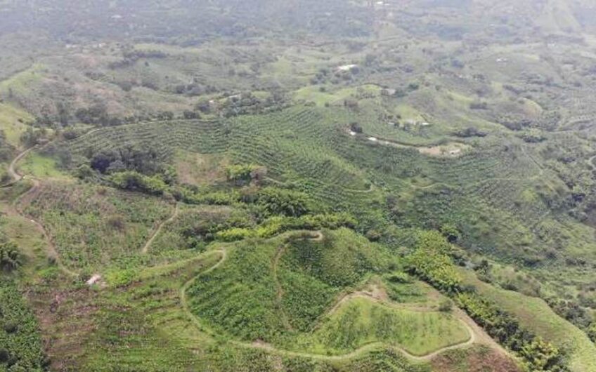 Finca en Produccion de Cafe y Platano – Calarca