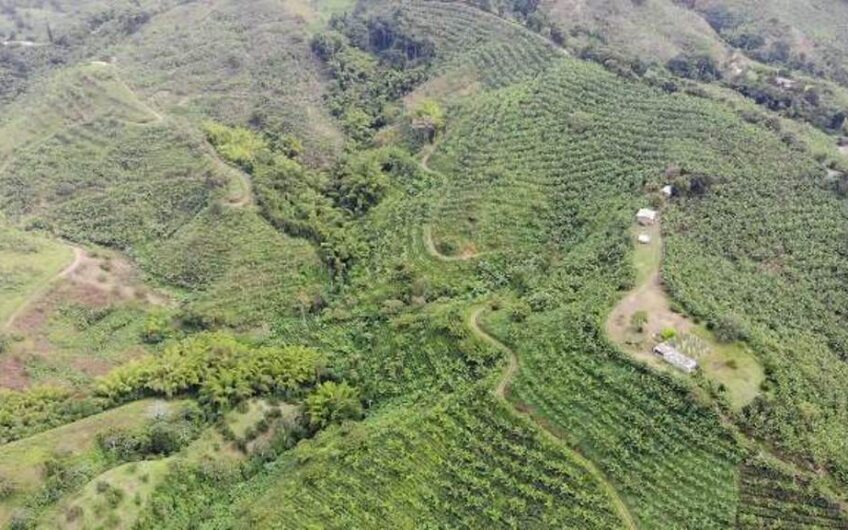Finca en Produccion de Cafe y Platano – Calarca