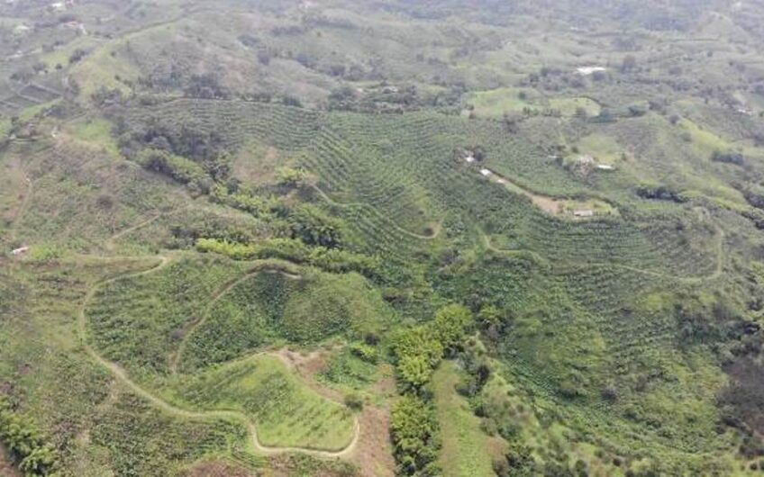 Finca en Produccion de Cafe y Platano – Calarca