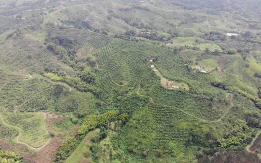 Finca en Produccion de Cafe y Platano – Calarca