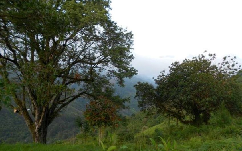 Finca Hotel Rural para la Veta en Pijao Quindio