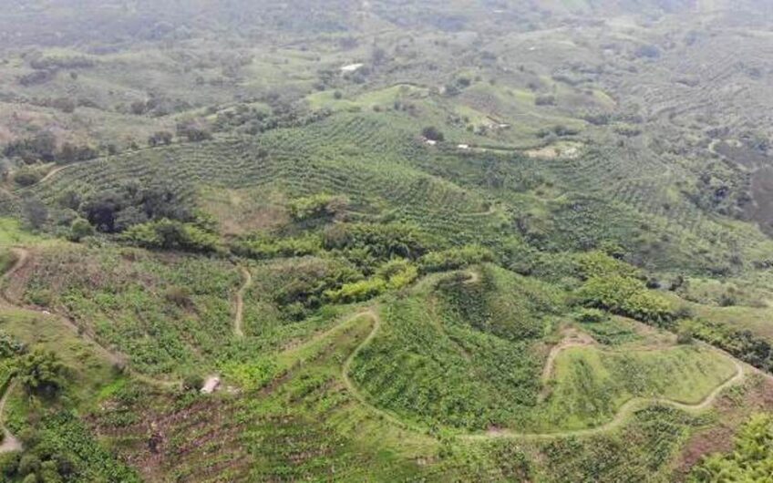 Finca en Produccion de Cafe y Platano – Calarca