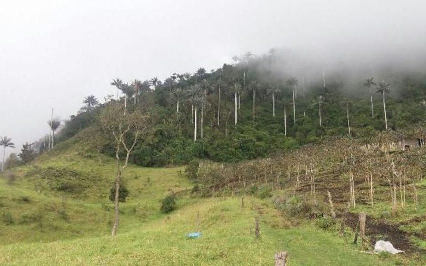 Finca para la Venta en Palmira Valle del Cauca