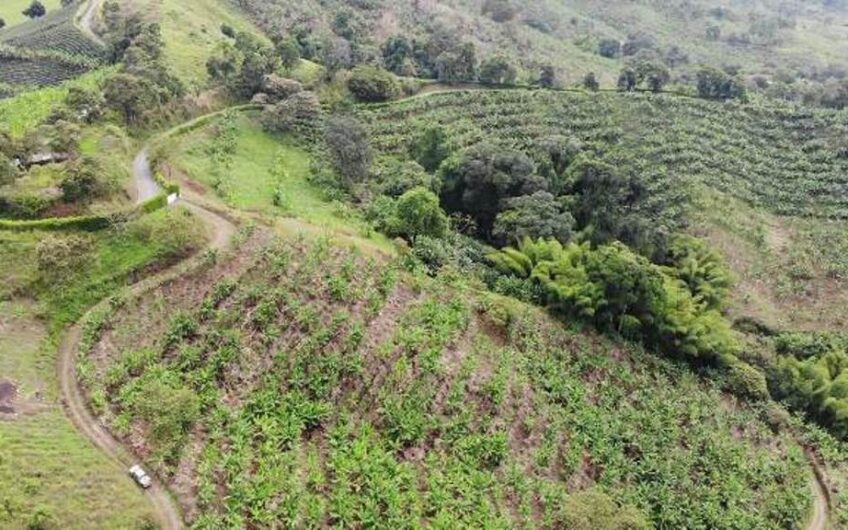 Finca en Produccion de Cafe y Platano – Calarca