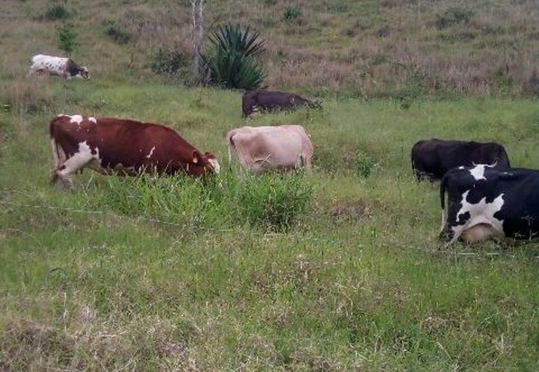 Finca para la Venta en Palmira Valle del Cauca