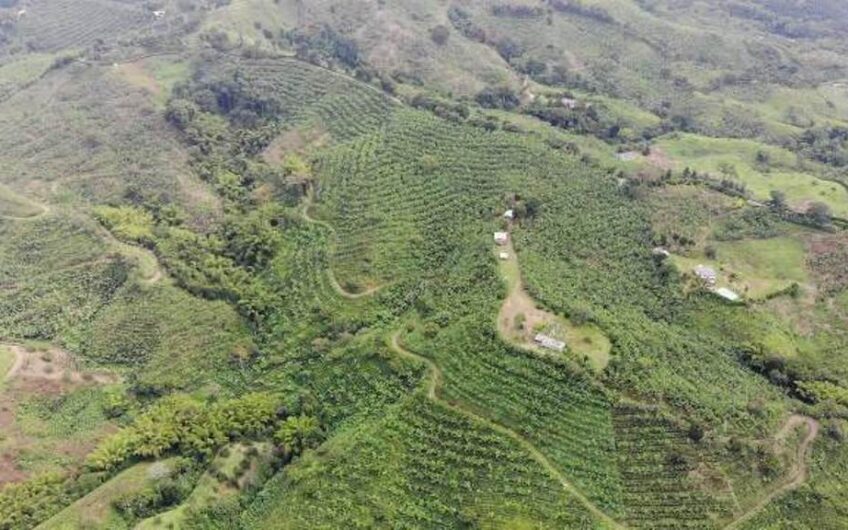Finca en Produccion de Cafe y Platano – Calarca