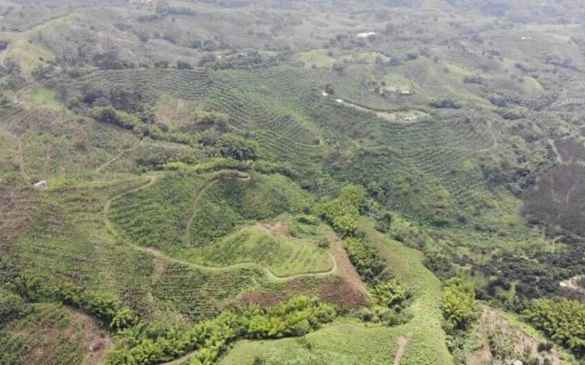 Finca en Produccion de Cafe y Platano – Calarca