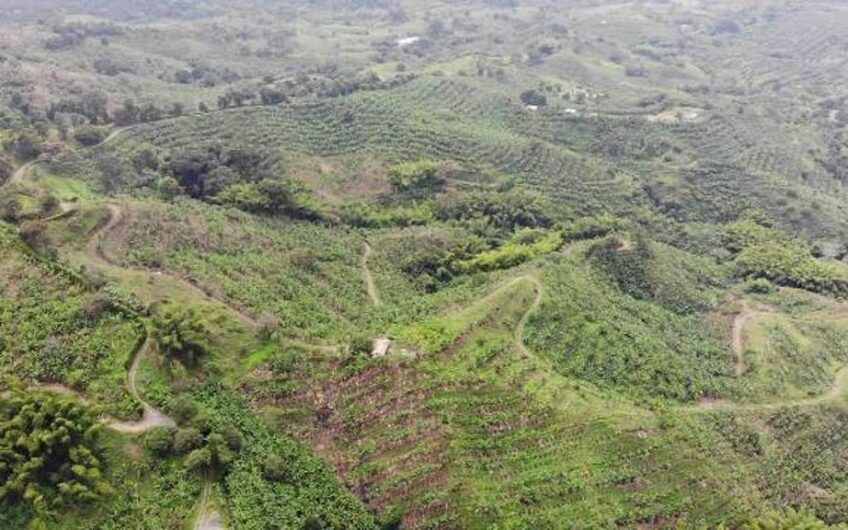 Finca en Produccion de Cafe y Platano – Calarca