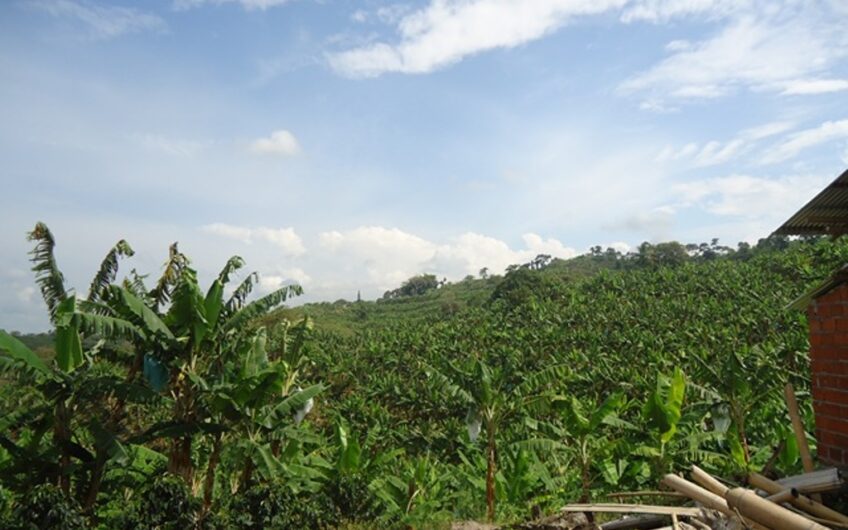 Finca en Produccion de Cafe y Platano – Calarca