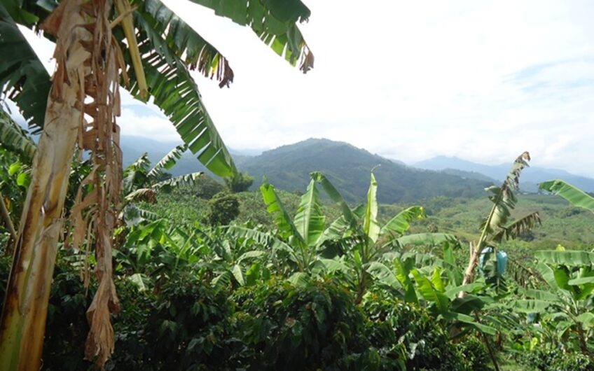 Finca en Produccion de Cafe y Platano – Calarca