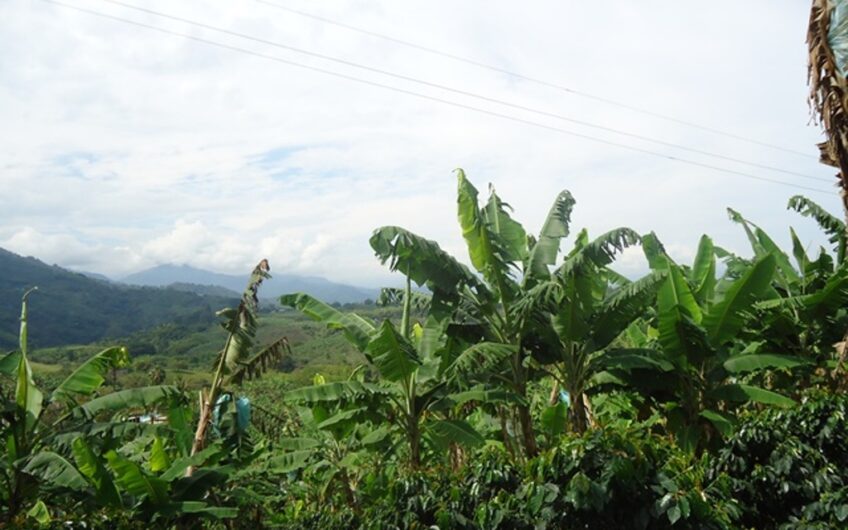 Finca en Produccion de Cafe y Platano – Calarca