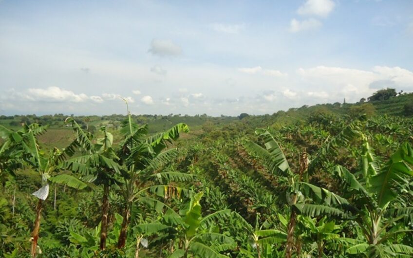 Finca en Produccion de Cafe y Platano – Calarca