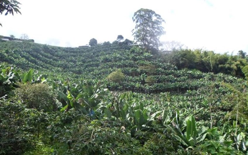 Finca Productiva para la Venta en Sevilla Valle