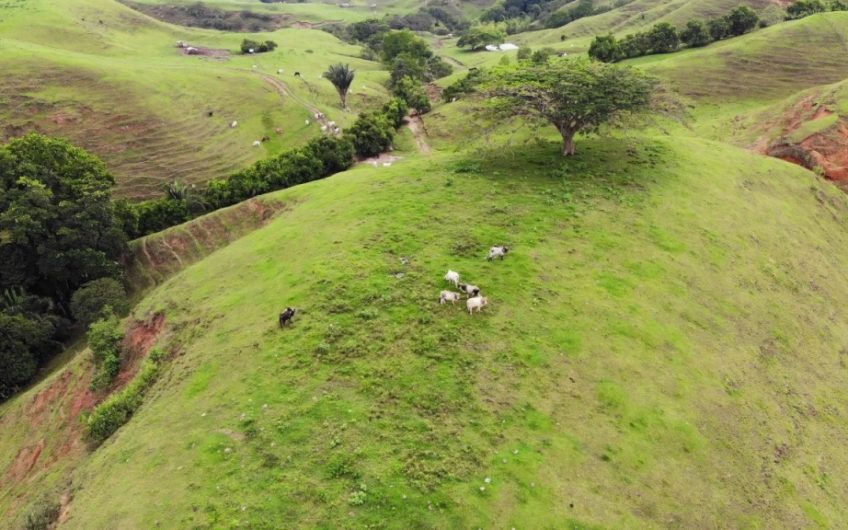 Finca Ganadera para la Venta Corozal Valle del Cauca