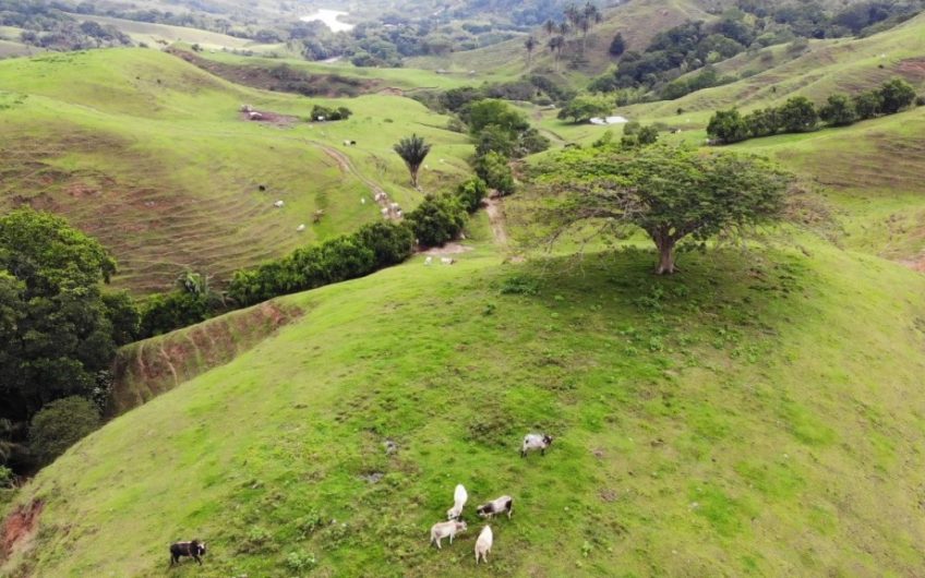 Finca Ganadera para la Venta Corozal Valle del Cauca