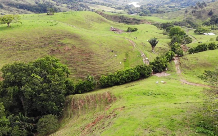 Finca Ganadera para la Venta Corozal Valle del Cauca