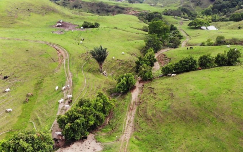 Finca Ganadera para la Venta Corozal Valle del Cauca