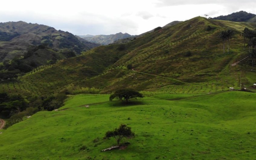 Finca Ganadera para la Venta Corozal Valle del Cauca