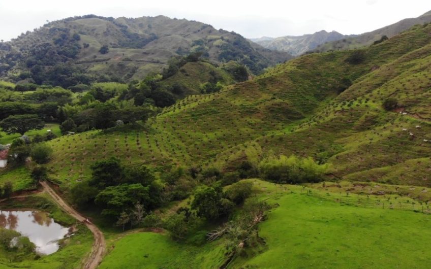 Finca Ganadera para la Venta Corozal Valle del Cauca