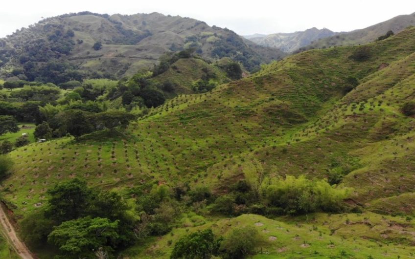 Finca Ganadera para la Venta Corozal Valle del Cauca