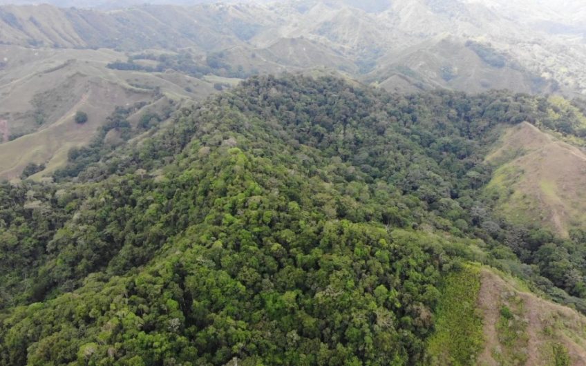 Finca Ganadera para la Venta Corozal Valle del Cauca