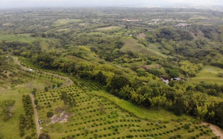 Finca Ganadera para la Venta – Pueblo Tapao, Quindío