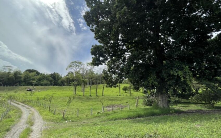Finca Ganadera para la Venta – Pueblo Tapao, Quindío
