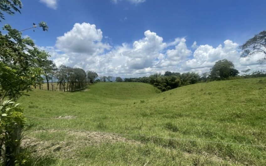 Finca Ganadera para la Venta – Pueblo Tapao, Quindío