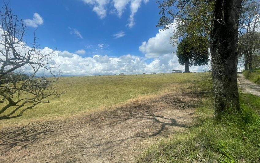 Finca Ganadera para la Venta – Pueblo Tapao, Quindío