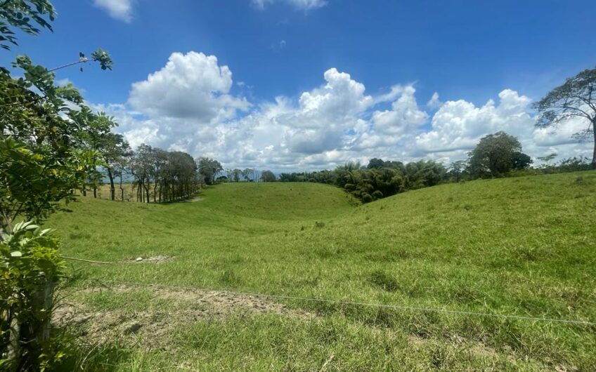 Finca Ganadera para la Venta – Pueblo Tapao, Quindío
