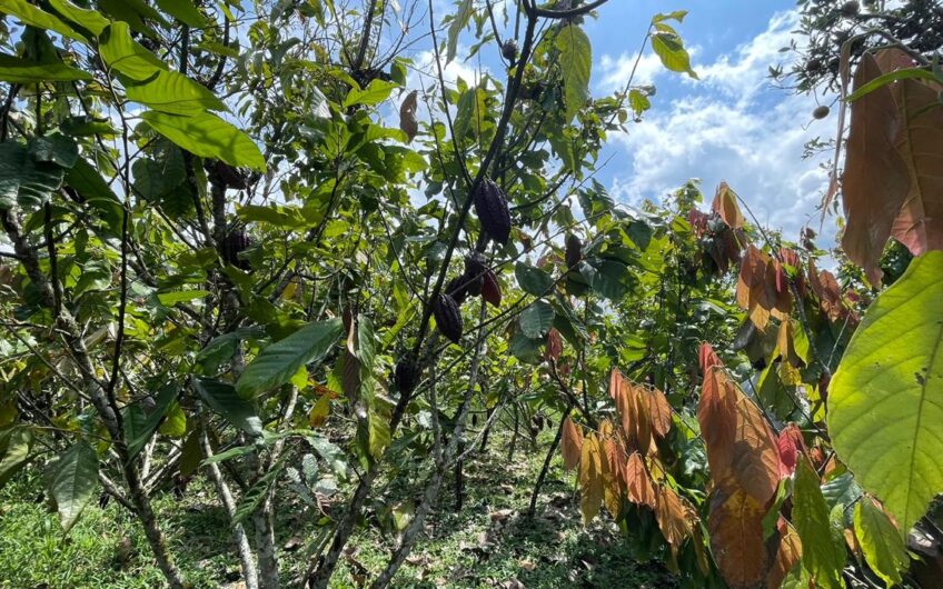 Finca para la Venta – Vía a Quimbaya