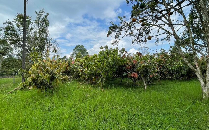Finca para la Venta – Vía a Quimbaya