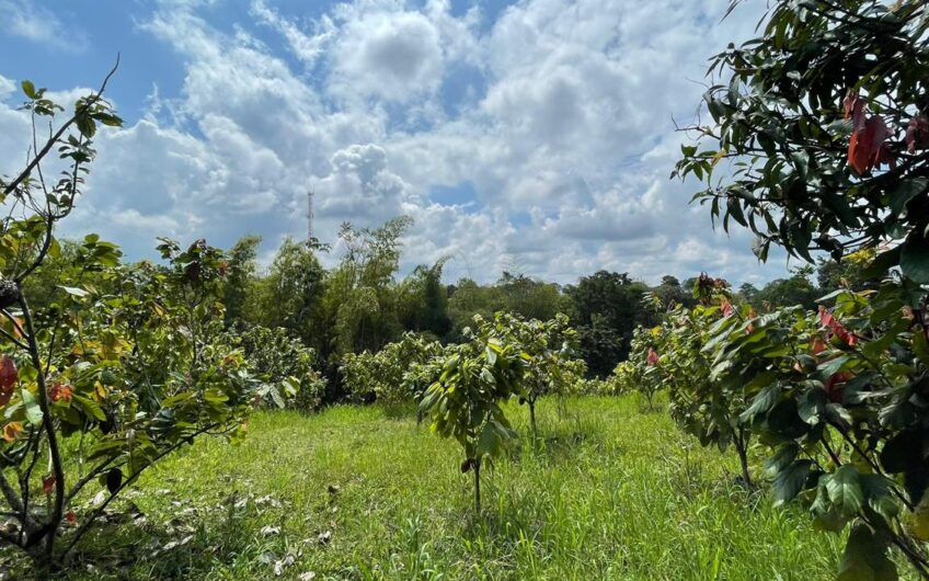 Finca para la Venta – Vía a Quimbaya