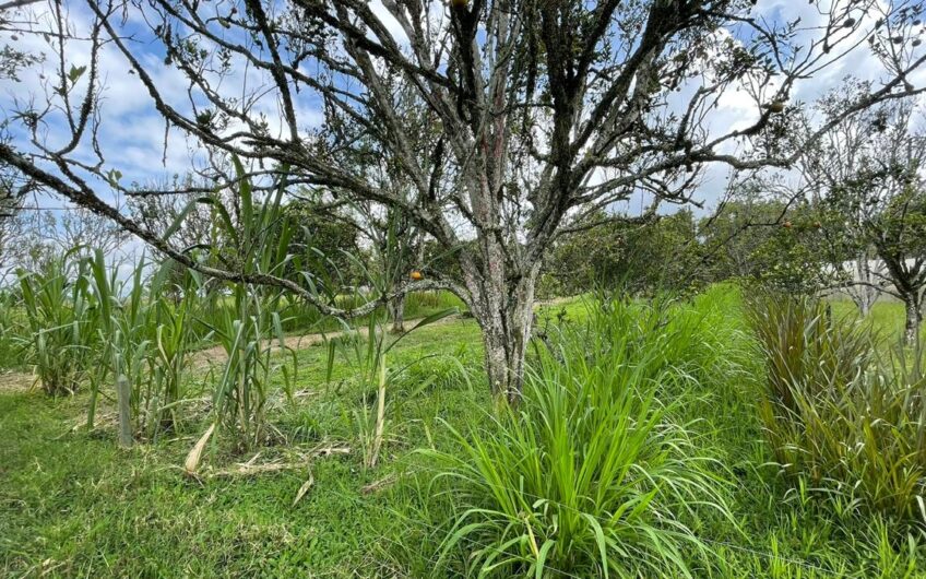 Finca para la Venta – Vía a Quimbaya