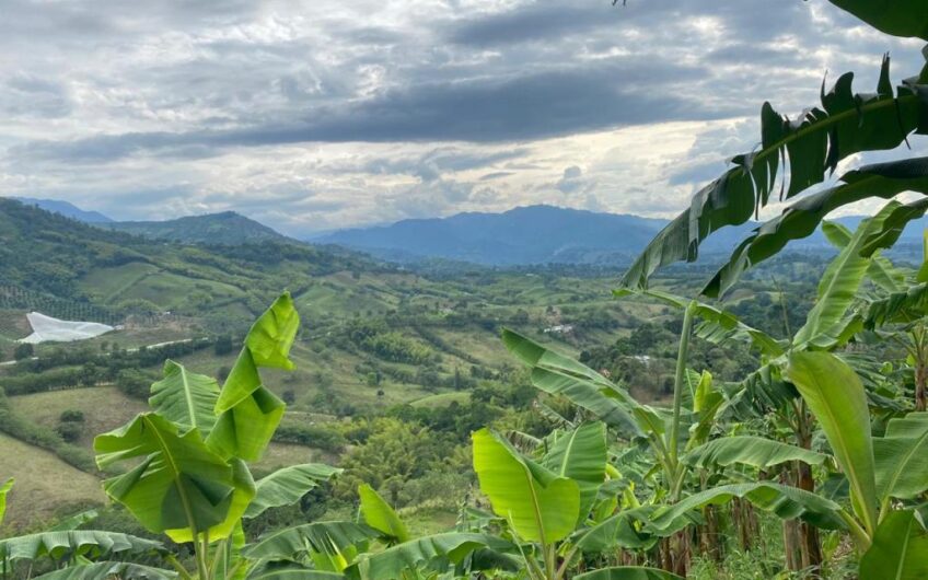 Finca Para La Venta Buena Vista – Vereda Palo Negro