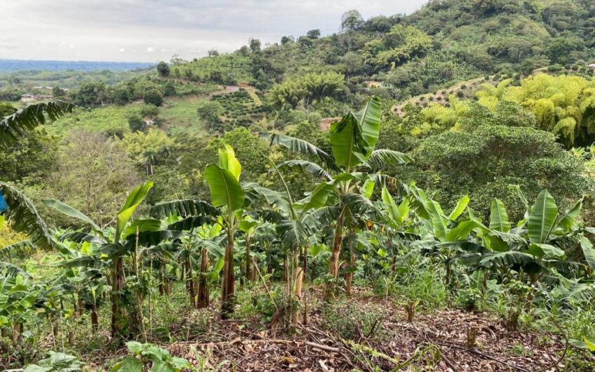 Finca Para La Venta Buena Vista – Vereda Palo Negro