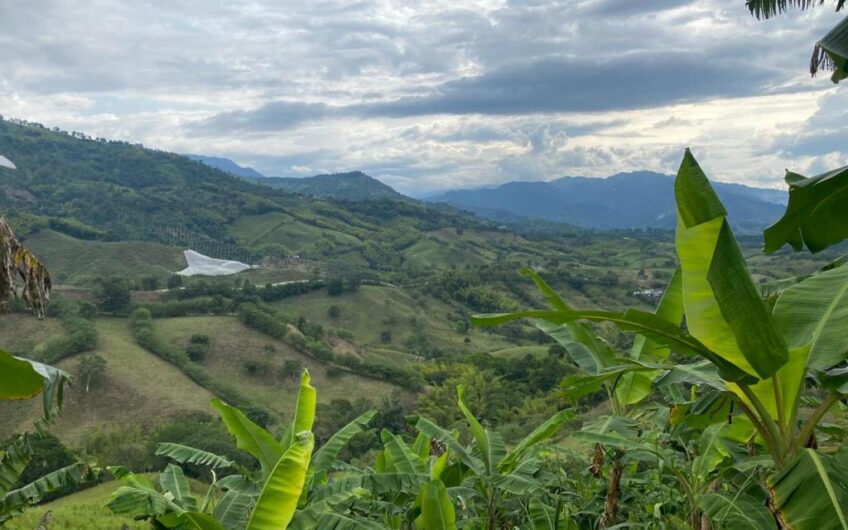 Finca Para La Venta Buena Vista – Vereda Palo Negro