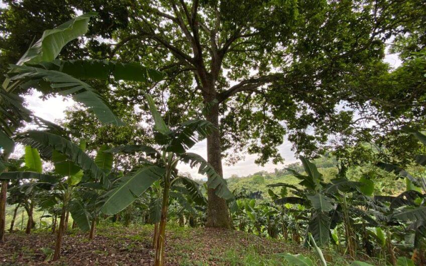 Finca Para La Venta Buena Vista – Vereda Palo Negro