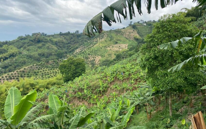 Finca Para La Venta Buena Vista – Vereda Palo Negro