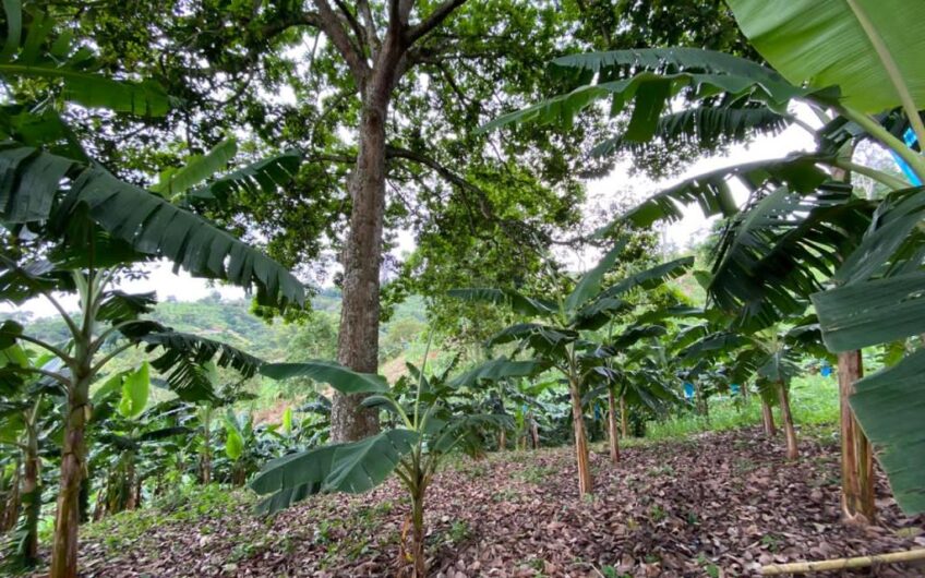 Finca Para La Venta Buena Vista – Vereda Palo Negro