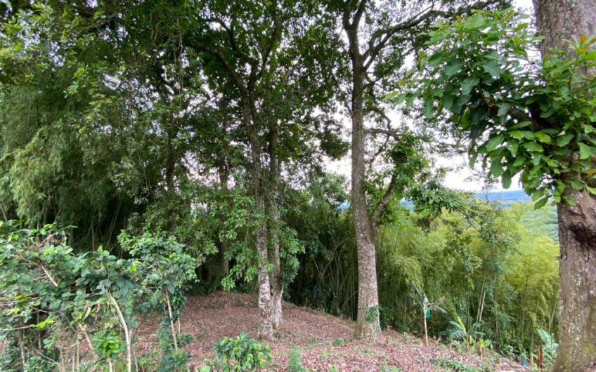 Finca Para La Venta Buena Vista – Vereda Palo Negro