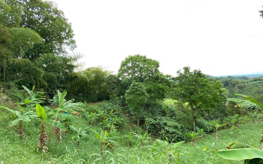 Finca Para La Venta Buena Vista – Vereda Palo Negro