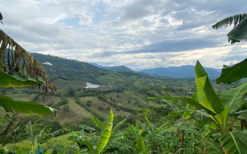 Finca Para La Venta Buena Vista – Vereda Palo Negro