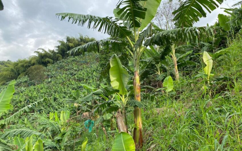 Finca Para La Venta Buena Vista – Vereda Palo Negro