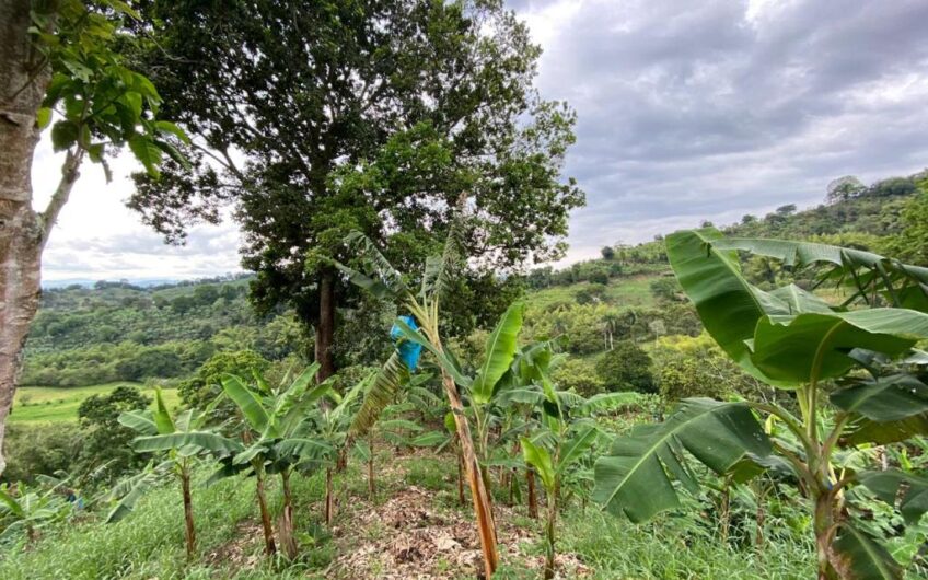 Finca Para La Venta Buena Vista – Vereda Palo Negro