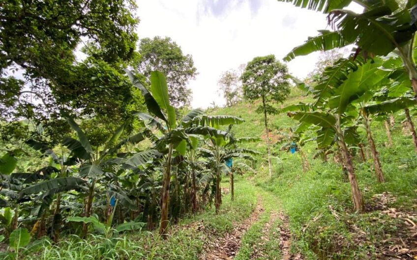 Finca Para La Venta Buena Vista – Vereda Palo Negro