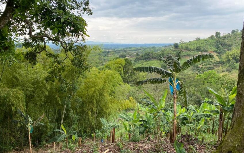 Finca Para La Venta Buena Vista – Vereda Palo Negro