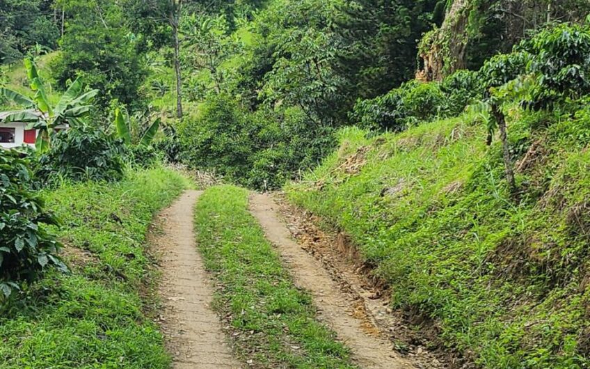 Finca Productiva para la Venta – Belén de Umbría