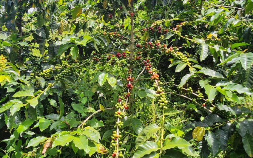 Finca Productiva para la Venta – Belén de Umbría